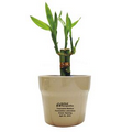 Lucky Bamboo in 4" Beige Ceramic Pot with Water Beads